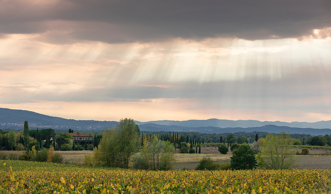 Weinfelder mit Sonnenstrahlen am Himmel in der Toskana, Italien\n