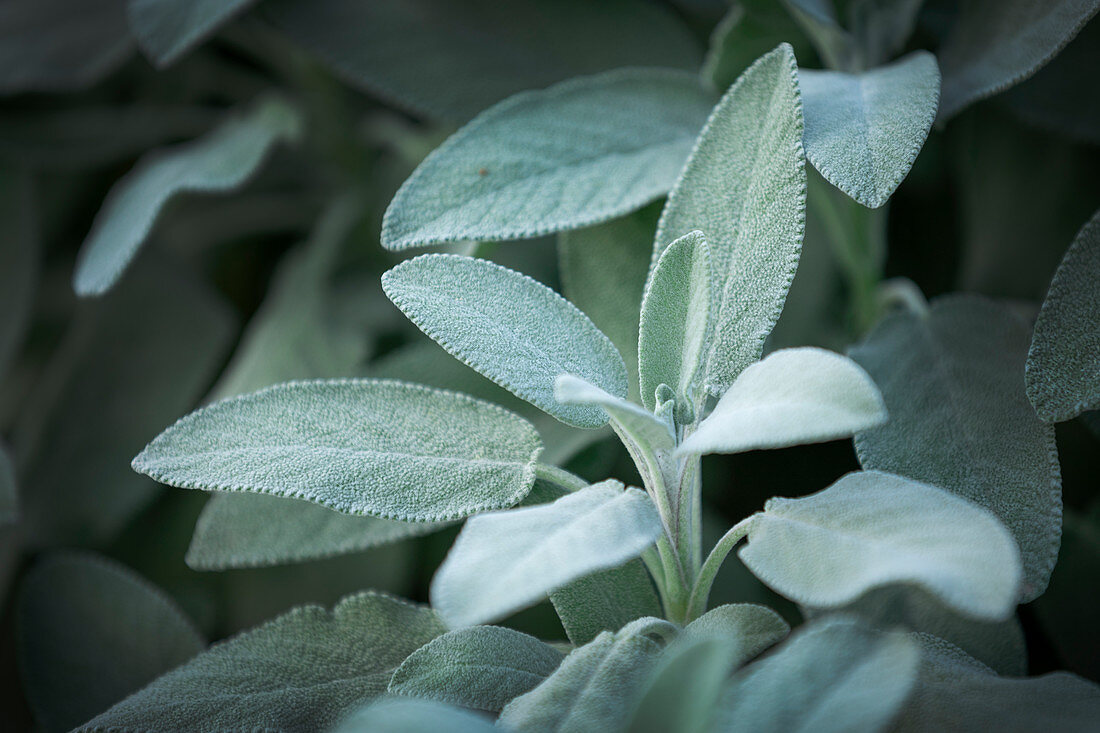 Wild sage in Tuscany, Italy