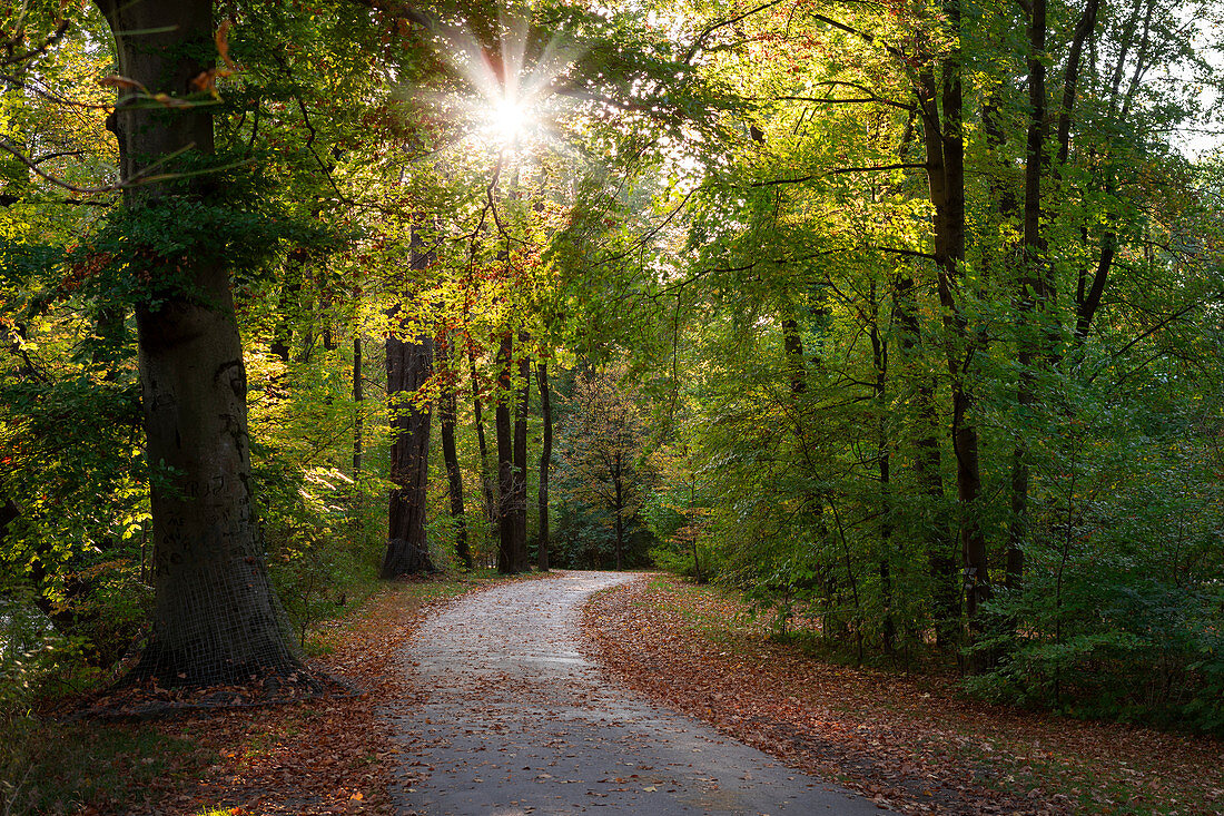 Path under trees in the English Garden in the autumn afternoon in Munich, Bavaria