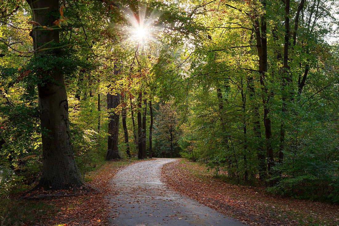 Weg unter Bäumen im Englischen Garten im Herbst am Nachmittag in München, Bayern\n