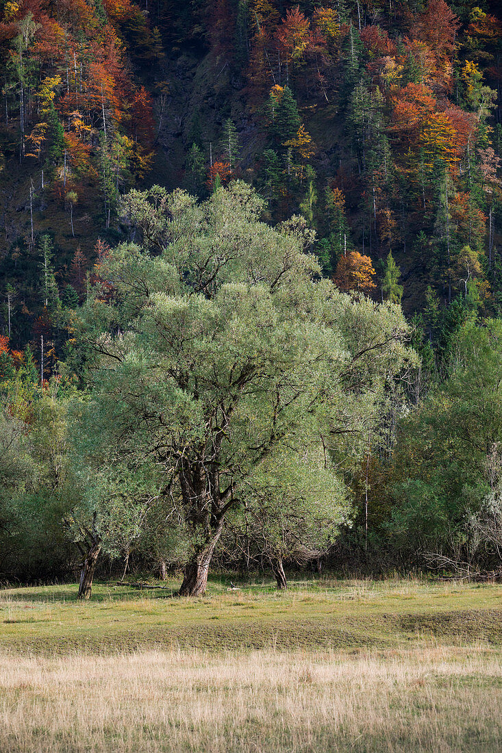 Bäume und Wald mit Herbstfarben am Weitsee, Bayern, Deutschland