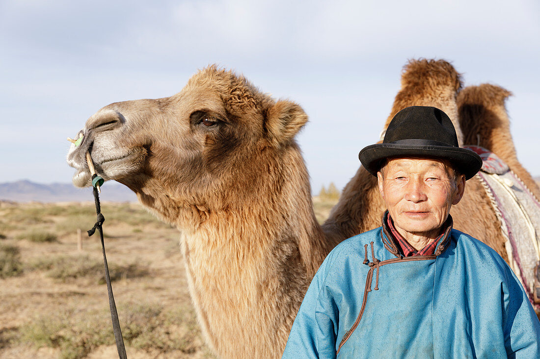 Hirte mit Kamel in der Mongolei, Zentralasien, Asien