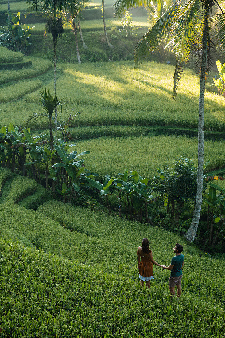 Tegalalang Reisterrassen in der Nähe von Ubud, Bali, Indonesien, Südostasien, Asien