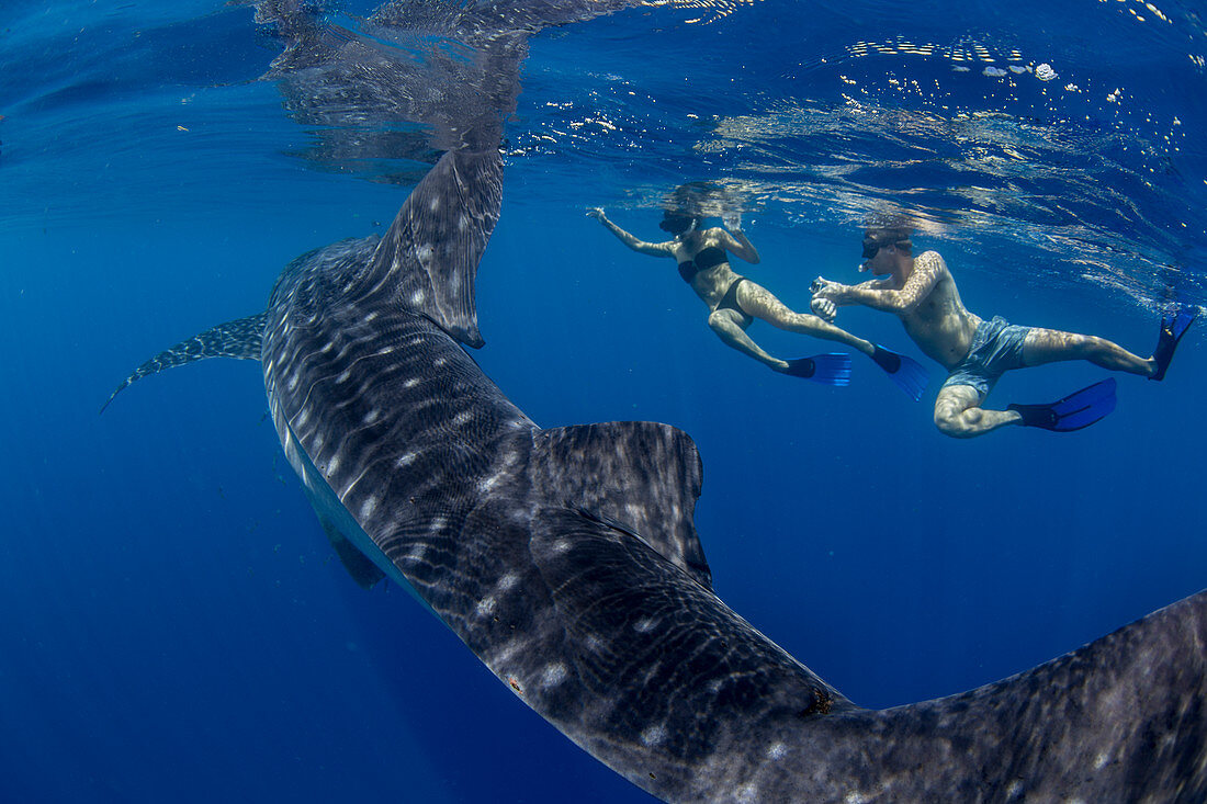 Two tourists snorkelling with a whale shark (Rhincodon typus), in Honda Bay, Palawan, The Philippines, Southeast Asia, Asia
