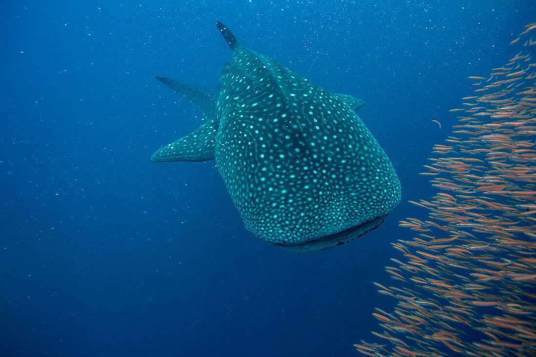 Whale shark (Rhincodon typus) with a shoal of red fish evading predation, Honda Bay, Palawan, The Philippines, Southeast Asia, Asia