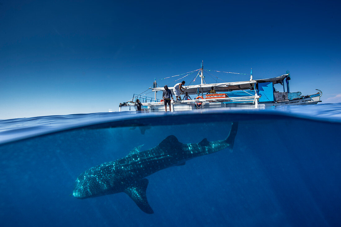 Whale shark (Rhincodon typus) below a banca boat in Honda Bay, Palawan, The Philippines, Southeast Asia, Asia