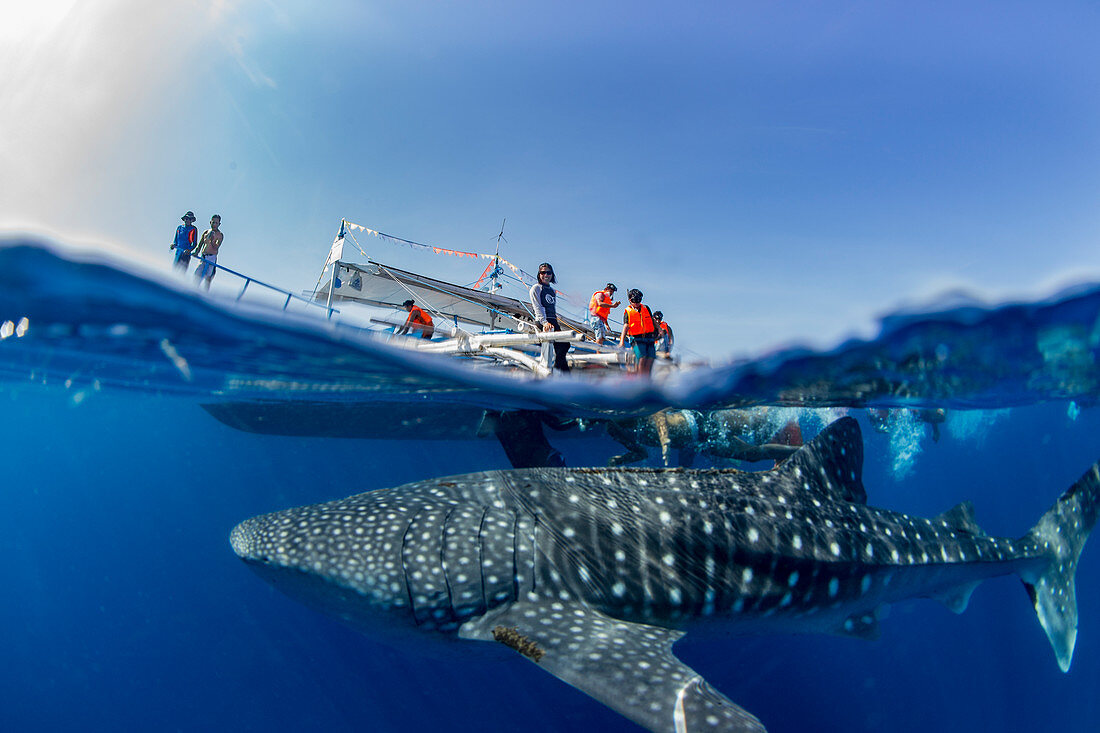 Whale shark (Rhincodon typus) below a banca boat in Honda Bay, Palawan, The Philippines, Southeast Asia, Asia