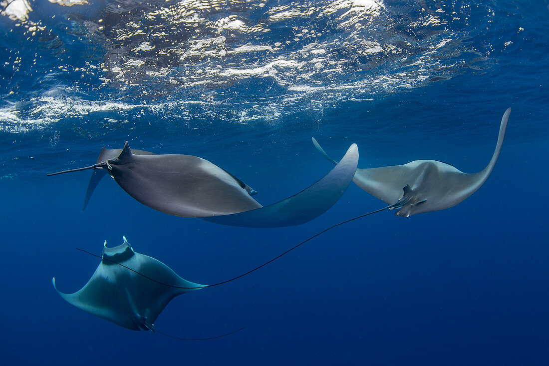 Spinetail Teufelsrochen (Mobula mobular), beim sexuellen Werben die in Honda Bay, Palawan, Philippinen, Südostasien, Asien