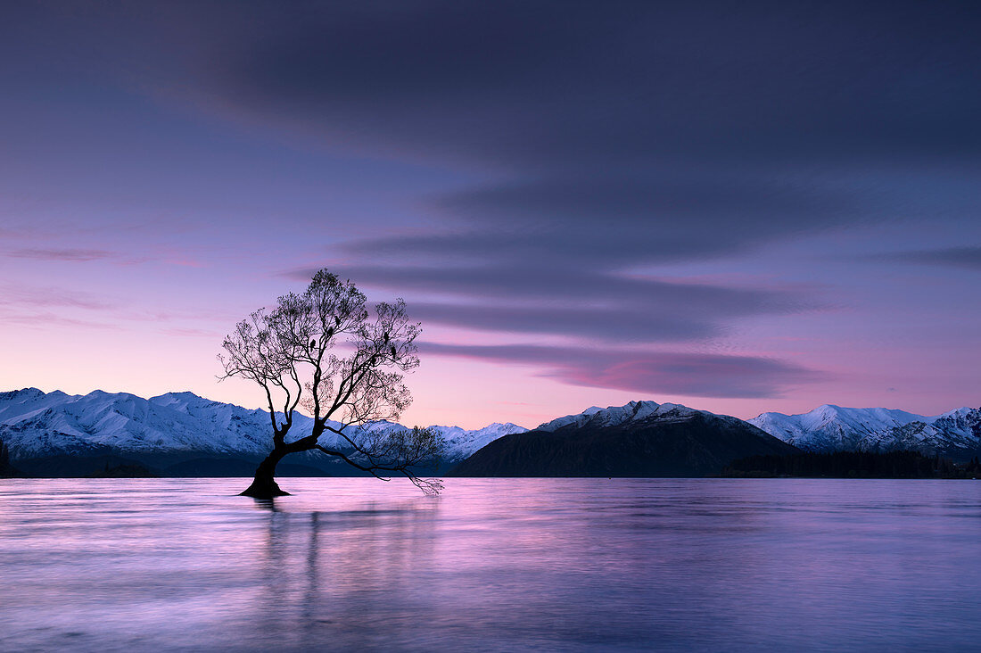 The Wanaka Tree at sunset backed by snow capped mountains, Wanaka, Otago, South Island, New Zealand, Pacific
