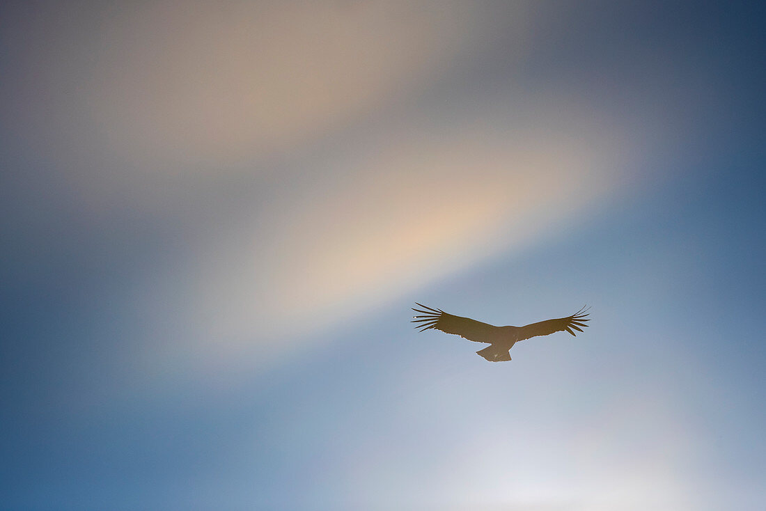 Ein Condor fliegt über dem Los Glaciares Nationalpark, Provinz Santa Cruz, Patagonien, Argentinien, Südamerika