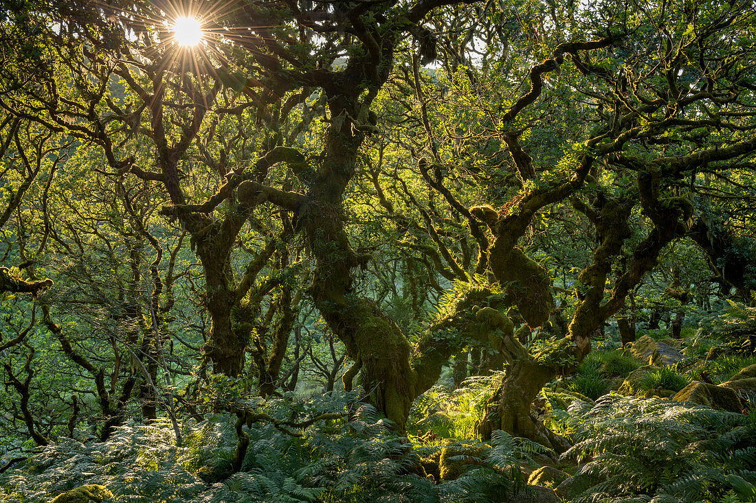 Später Abendsonnenschein in Wistman's Wood SSSI im Dartmoor-Nationalpark, Devon, England, Vereinigtes Königreich, Europa