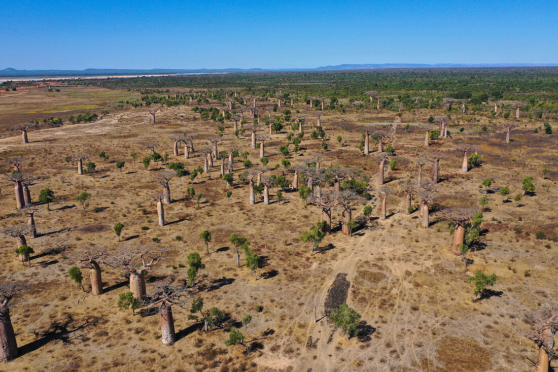 Gogogogo, Gogogogo, Ampanihy District, Atsimo-Andrefana, Madagascar