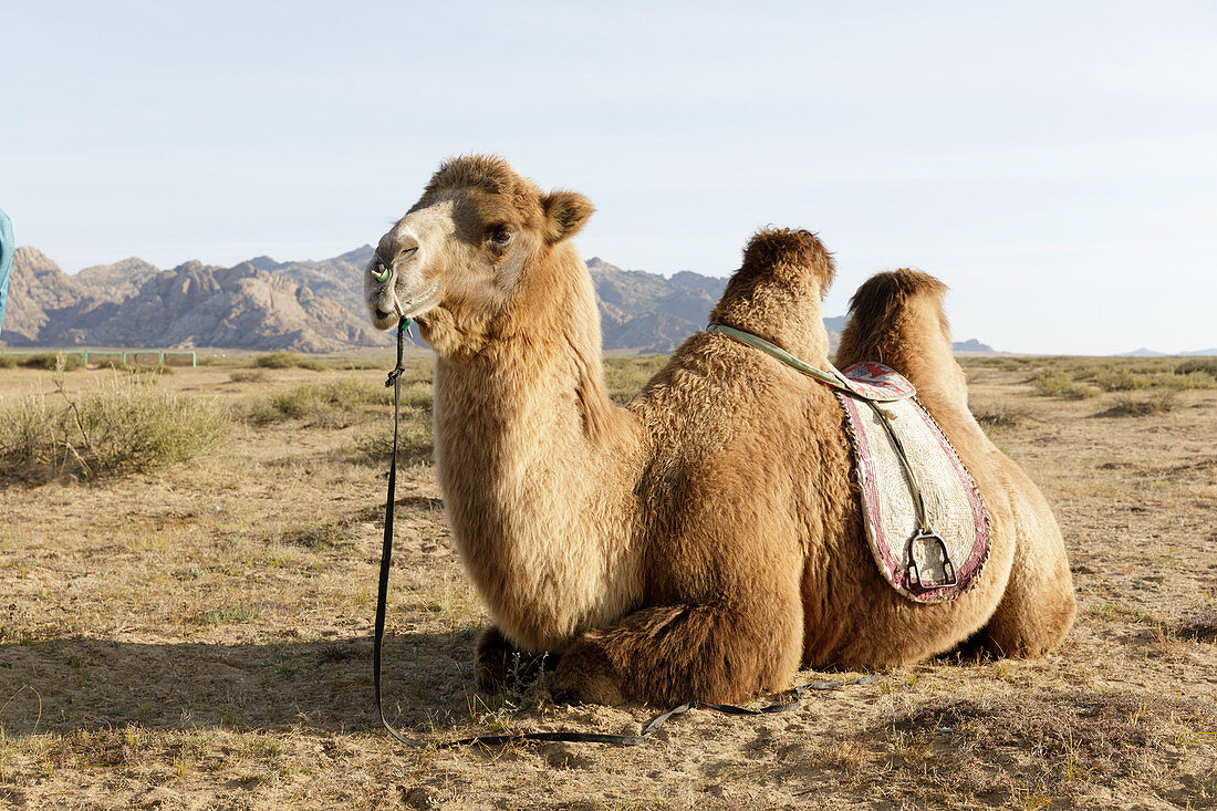 Ein Kamel im Khogno Khan Nationalpark, Mongolei, Zentralasien, Asien