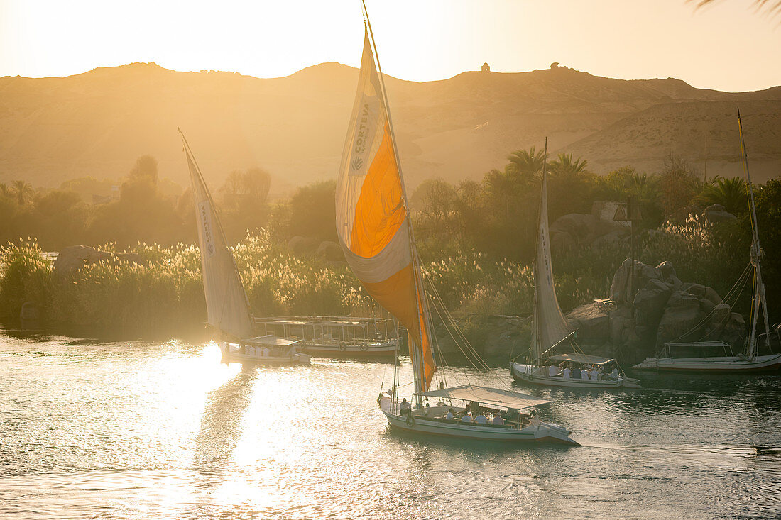 Traditionelle Felucca-Segelboote mit Holzmasten und Baumwollsegeln auf dem Nil, Assuan, Ägypten, Nordafrika, Afrika