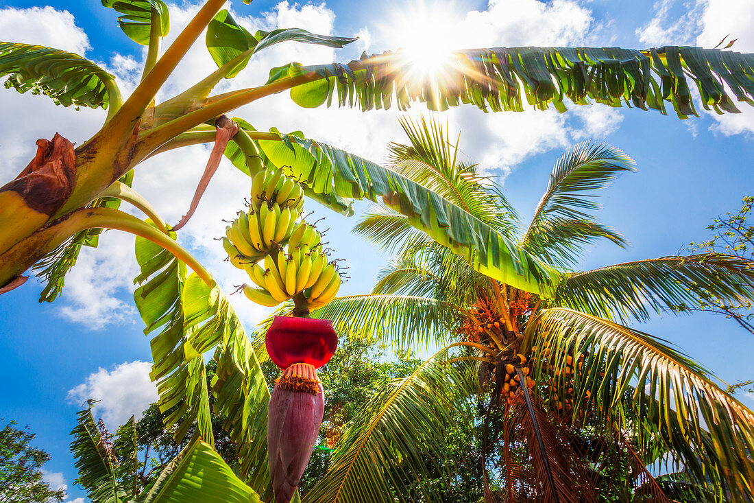 Bananenbaum in Vinales, UNESCO-Weltkulturerbe, Provinz Pinar del Rio, Kuba, Westindische Inseln, Karibik, Mittelamerika