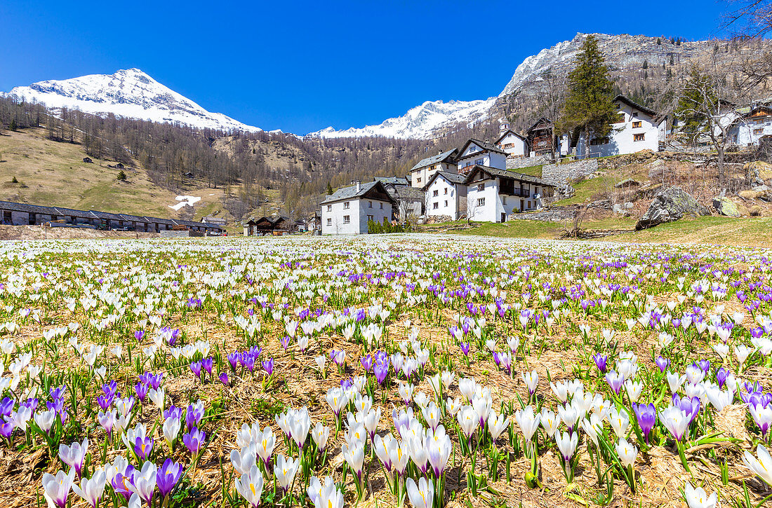 Flowering of Crocus nivea in Bosco Gurin, Vallemaggia, Canton of Ticino, Switzerland, Europe