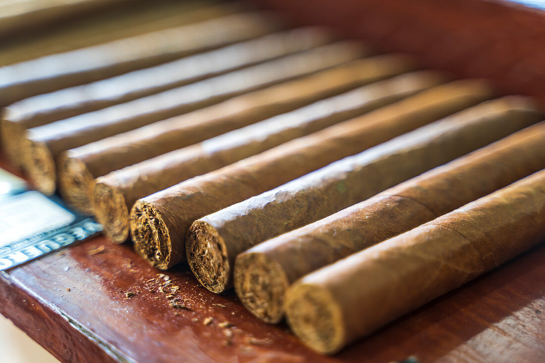 Zigarren, Vinales, Provinz Pinar del Rio, Kuba, Westindische Inseln, Karibik, Mittelamerika