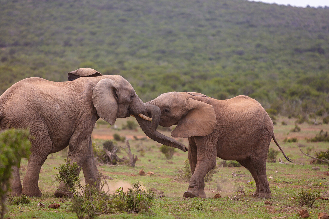 Elefanten im Addo-Elefanten-Nationalpark, Südafrika, Afrika