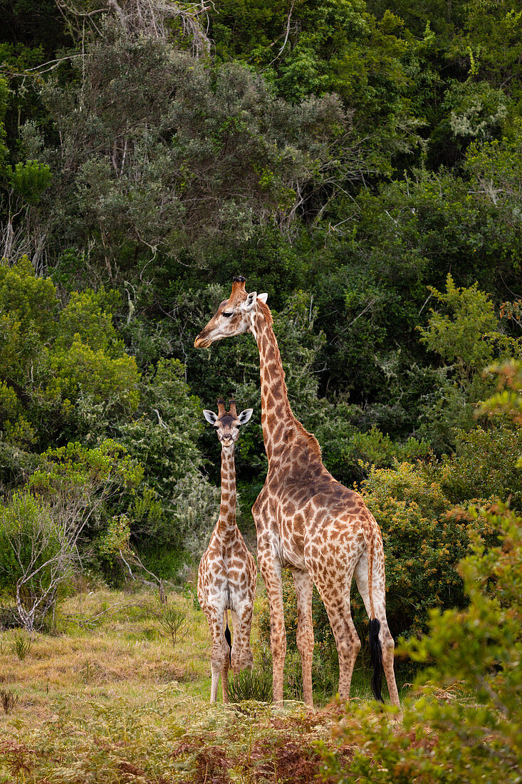 Giraffes on Safari in South Africa, in a private game reserve, South Africa, Africa