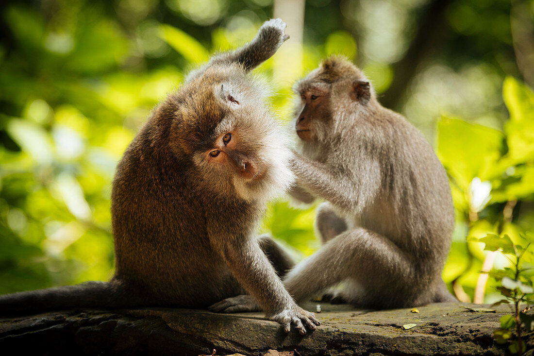 Langschwanzmakaken, Sacred Monkey Forest Sanctuary (Affenwald Schutzgebiet von Ubud), Ubud, Bali, Indonesien, Südostasien, Asien
