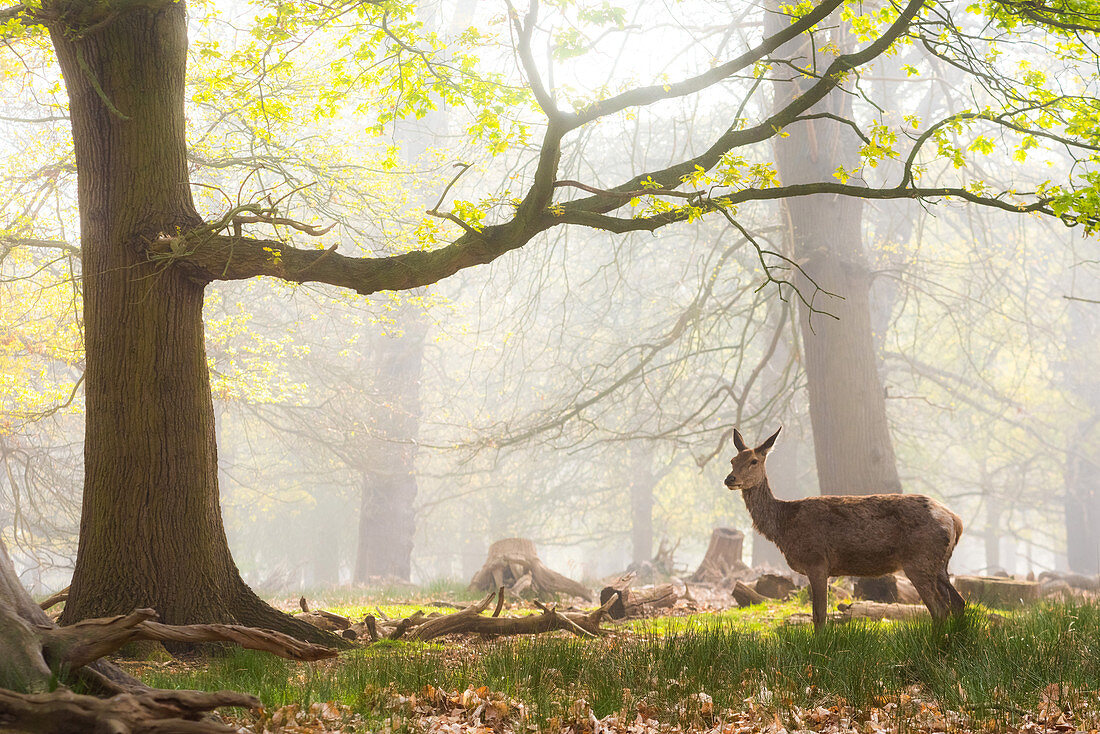 Red Deer in Richmond Park, London, England, United Kingdom, Europe