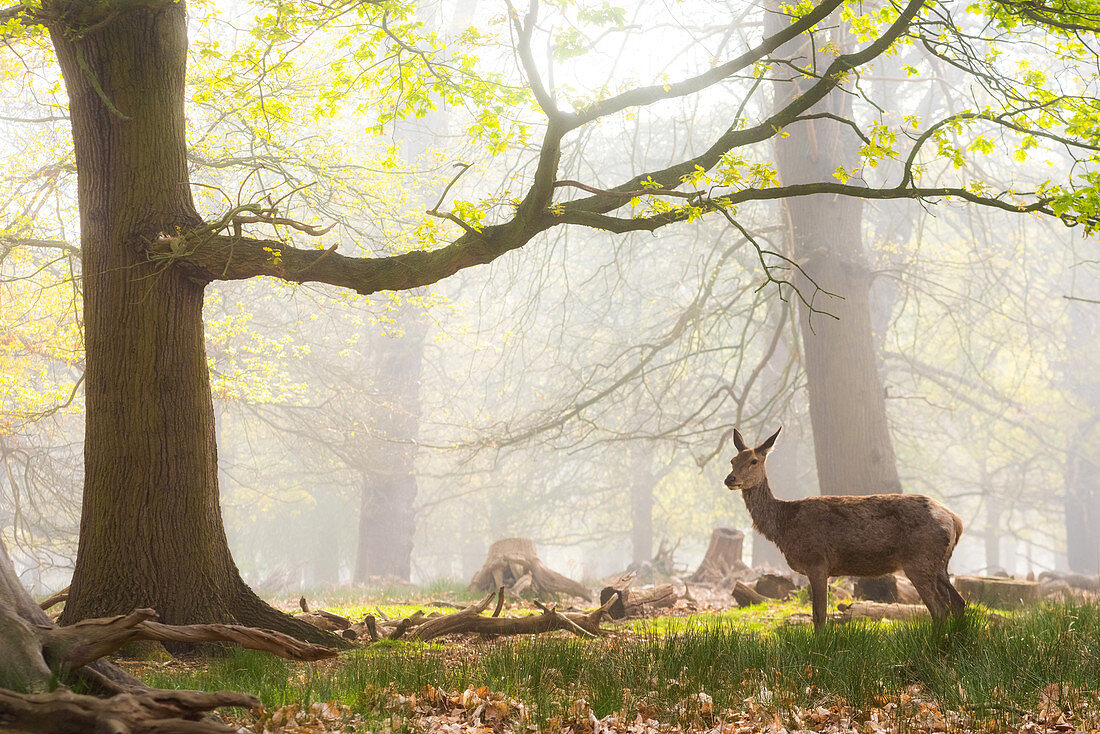 Rotwild in Richmond Park, London, England, Vereinigtes Königreich, Europa