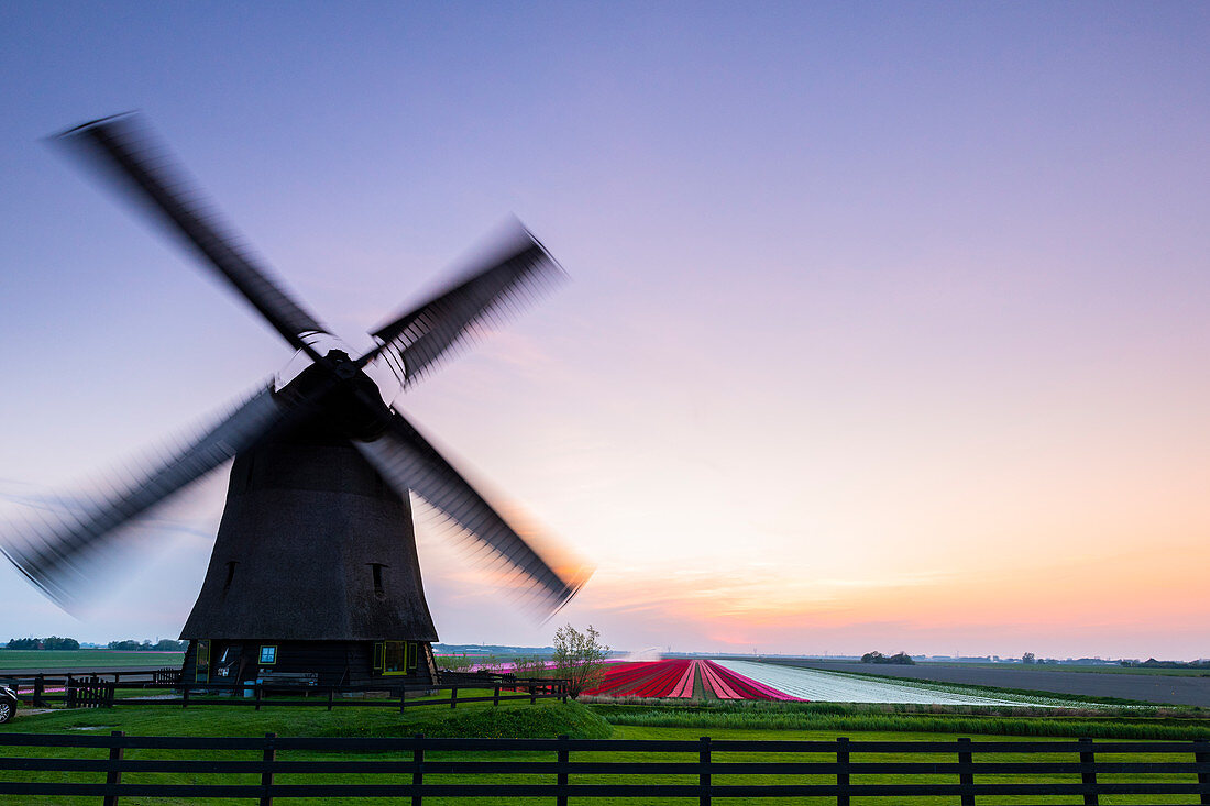 Windmühlen und Tulpenfelder bei Sonnenuntergang, Alkmaar, Nordholland, Niederlande, Europa