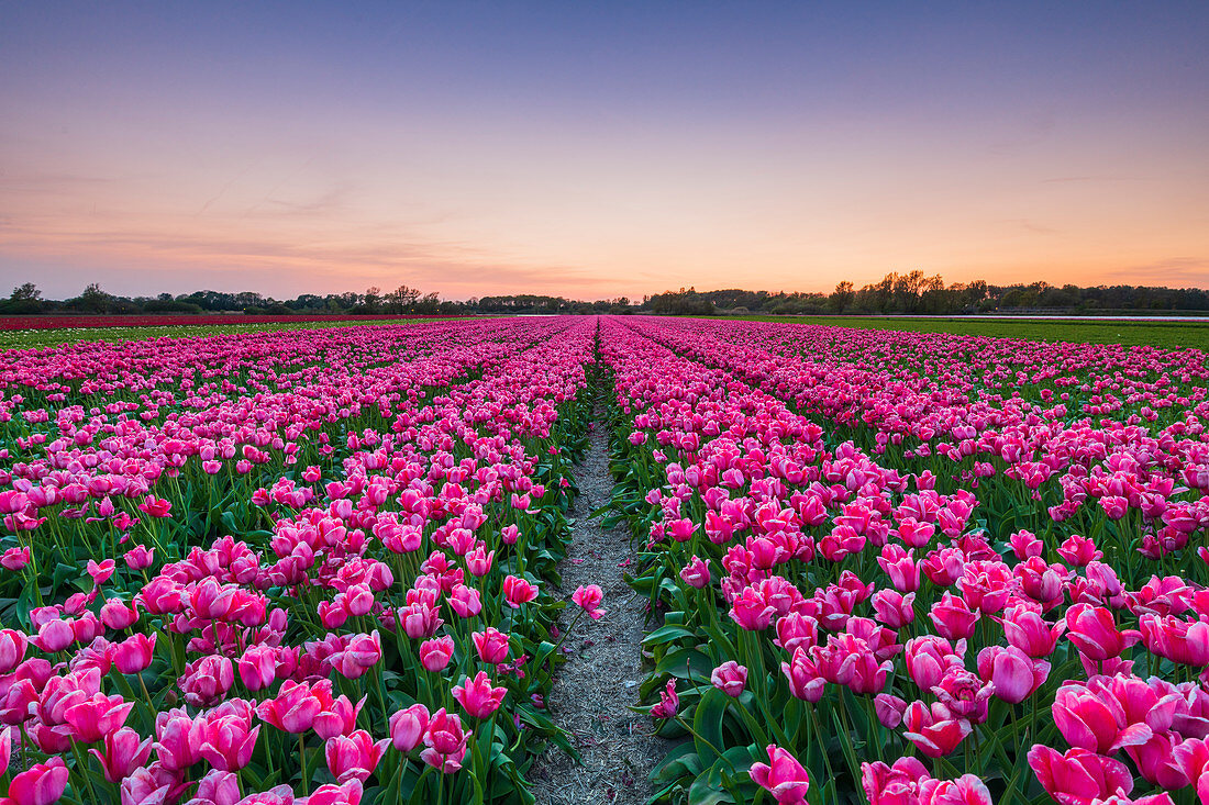 Tulip fields around Lisse, South Holland, The Netherlands, Europe