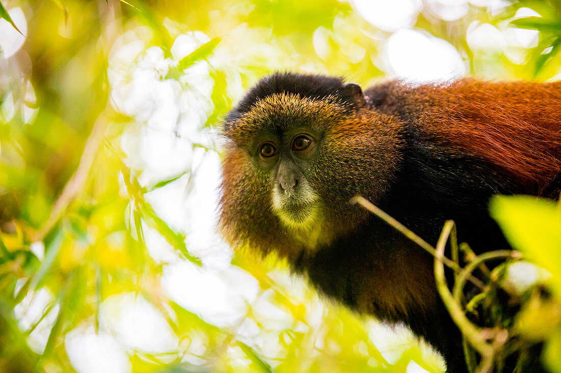Golden Monkey in Volcanoes National Park, Rwanda, Africa