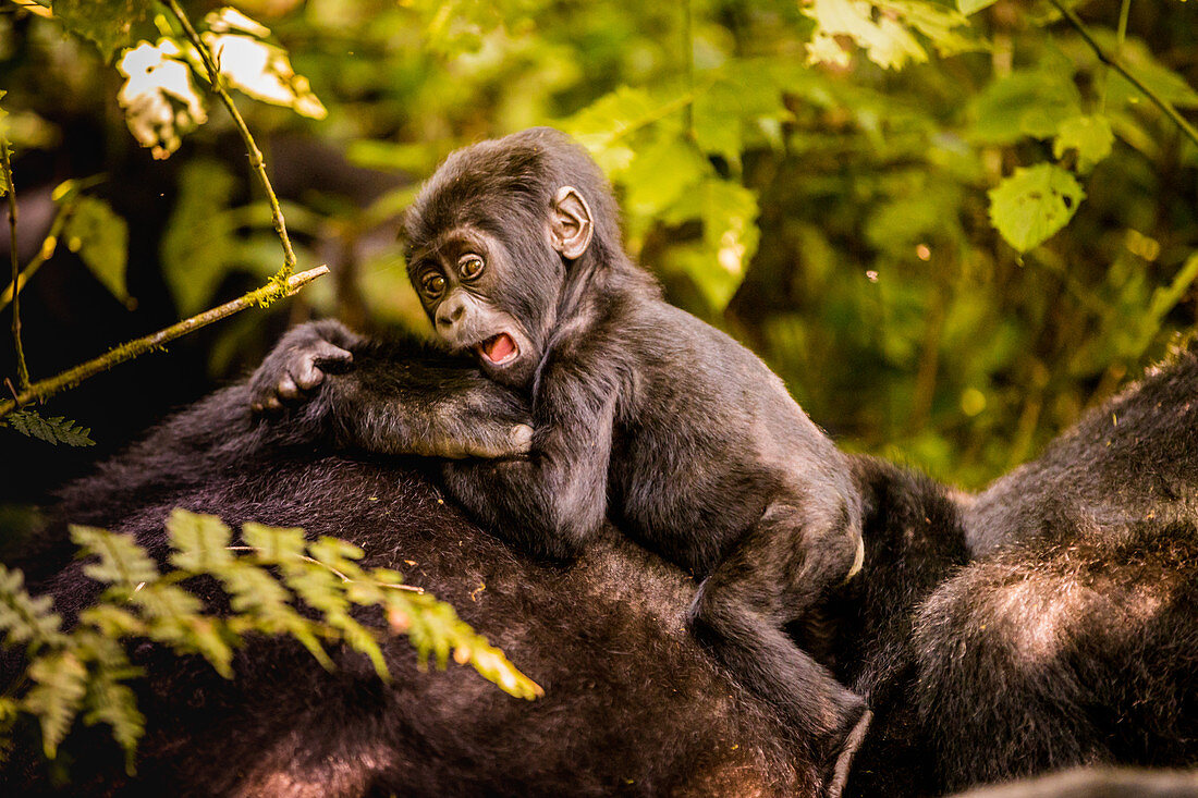 Berggorillas im Bwindi Impenetrable National Park, UNESCO-Weltkulturerbe, Uganda, Ostafrika, Afrika