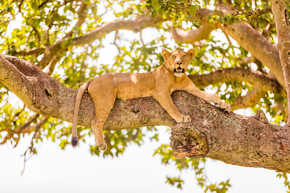 Am Baum hängende Löwen im Ishasha-Sektor, Queen-Elizabeth-Nationalpark, Uganda, Ostafrika, Afrika