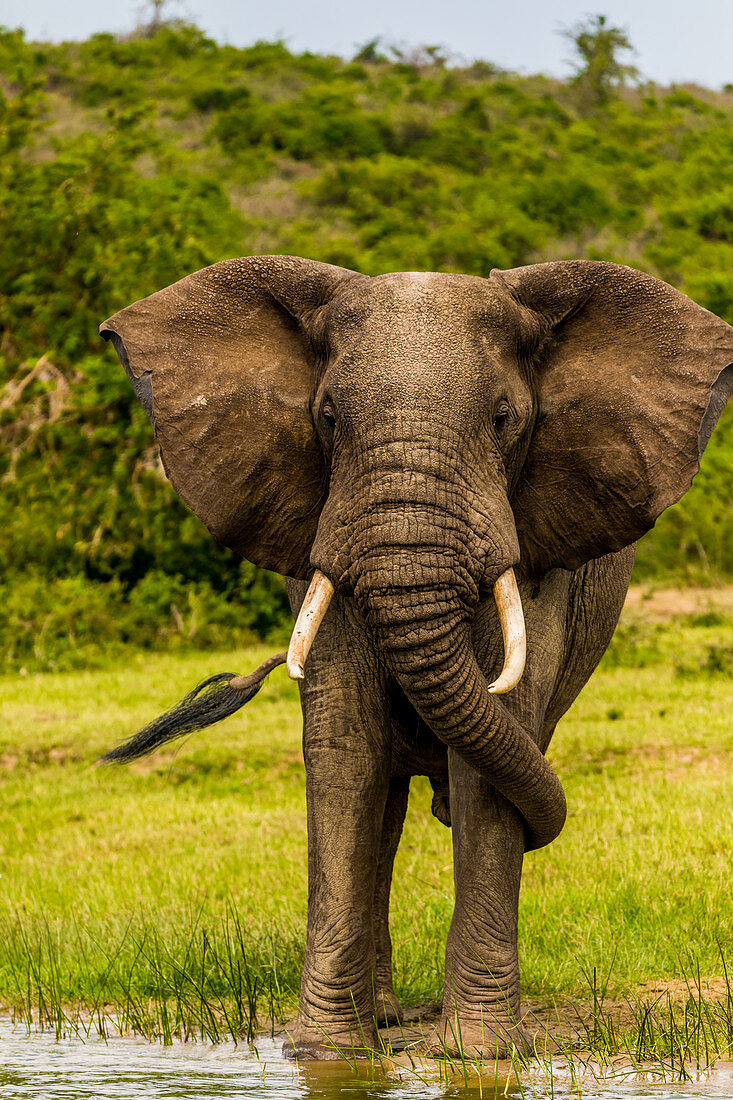 Elephants in Queen Elizabeth National Park, Uganda, East Africa, Africa