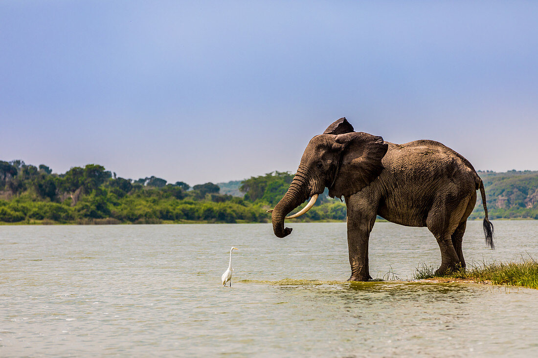 Elefanten im Queen-Elizabeth-Nationalpark, Uganda, Ostafrika, Afrika