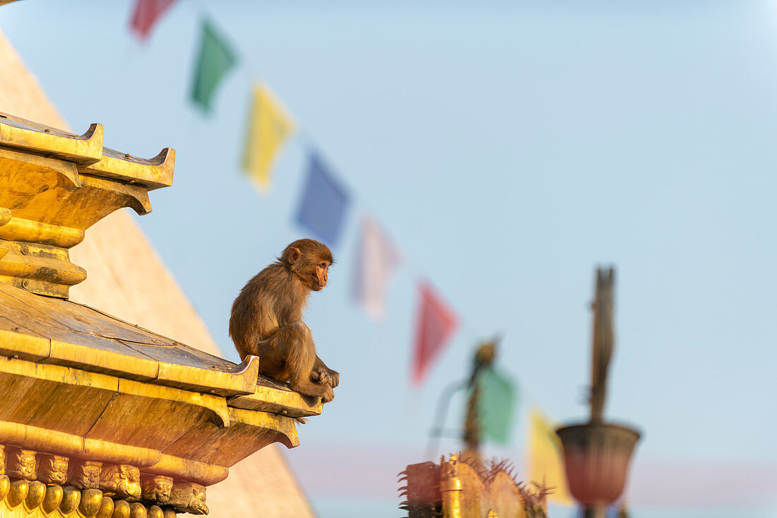 A macaque monkey at Swayambhunath (Monkey Temple) in front of prayer flags, UNESCO World Heritage Site, Kathmandu Valley, Nepal, Asia