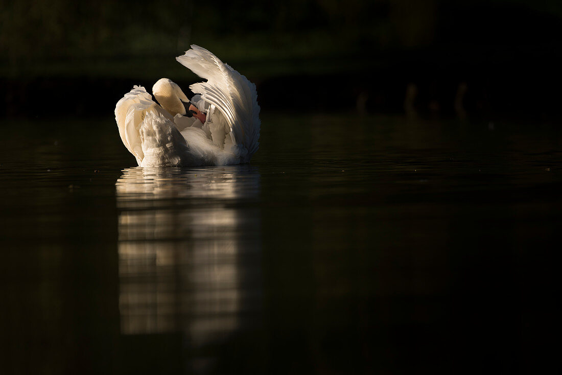 Mute swan (Cygnus olor) preening, Kent, England, United Kingdom, Europe
