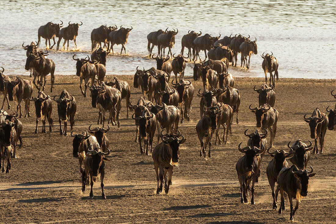 Wandernde Gnus (Chonnochaetes tautinus) über den Ndutu-See, Serengeti, UNESCO-Weltkulturerbe, Tansania, Ostafrika, Afrika