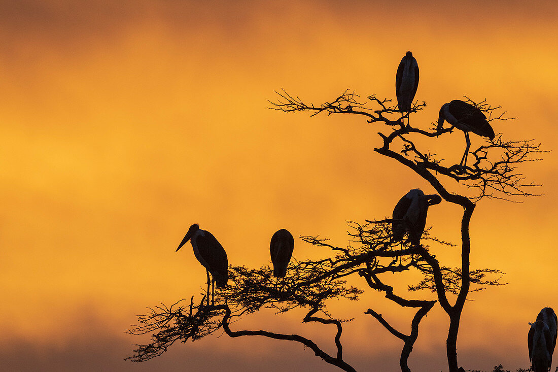 Marabu (Leptoptilos crumeniferus) auf einem Baum bei Sonnenaufgang, Tansania, Ostafrika, Afrika