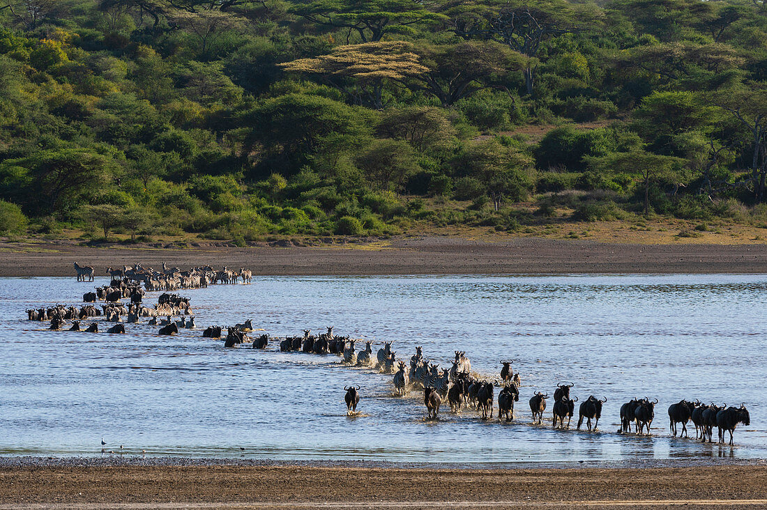 Migrating plains zebras (Equus quagga) and wildebeests (Connochaetes taurinus), crossing Lake Ndutu, Serengeti, UNESCO World Heritage Site, Tanzania, East Africa, Africa