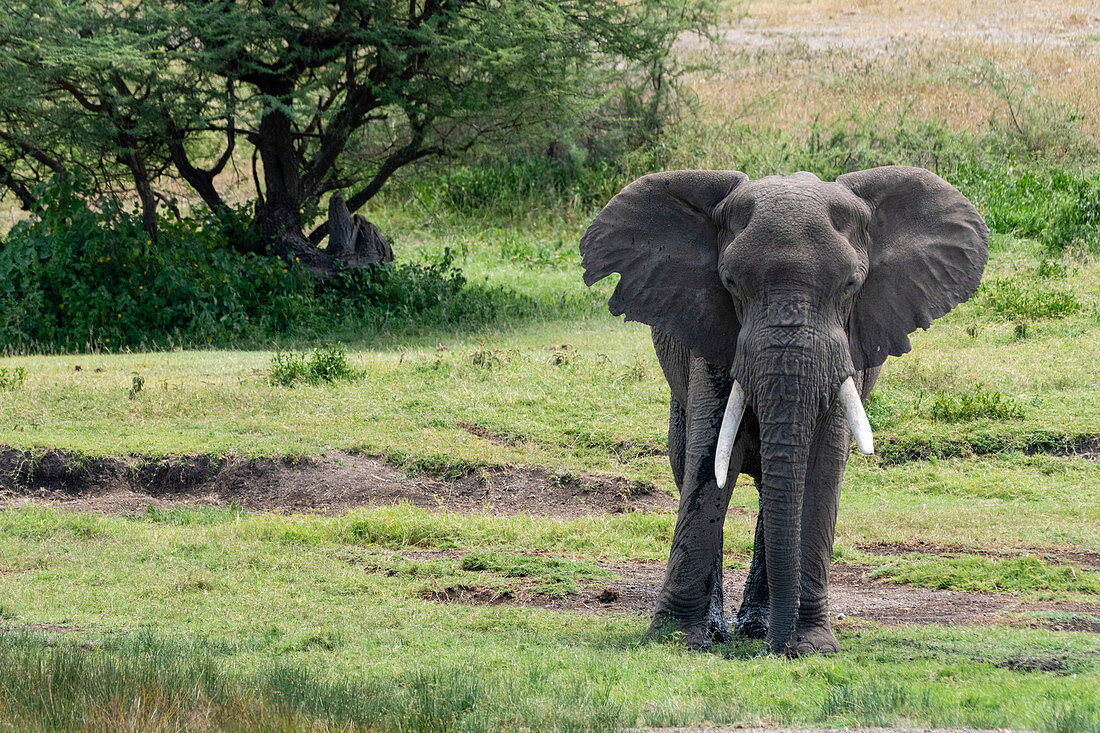 Afrikanischer Elefant (Loxodonta africana), Seronera, Serengeti-Nationalpark, UNESCO-Weltkulturerbe, Tansania, Ostafrika, Afrika