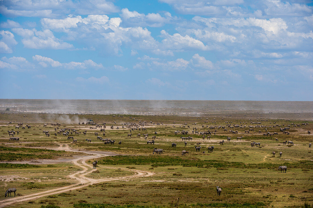 Plains zebras (Equus quagga), Ndutu, Serengeti, UNESCO World Heritage Site, Tanzania, East Africa, Africa