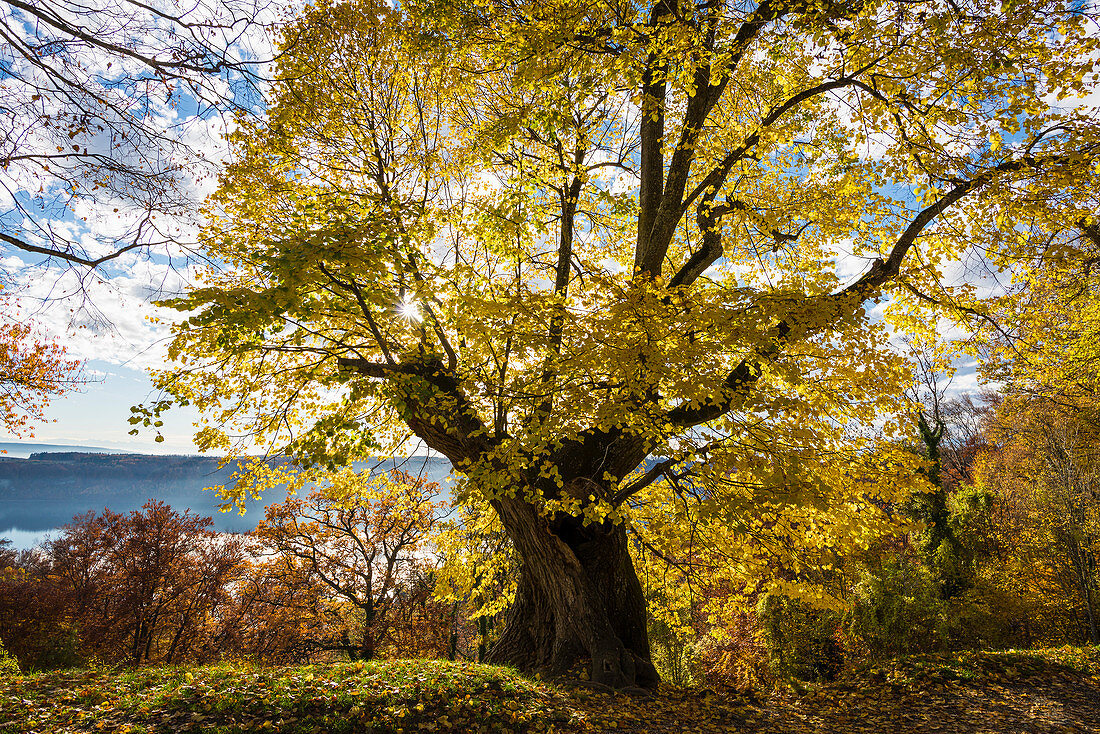 Large-leaved lime (Tilia platyphyllos) in autumn, Haldenhof, bei Sipplingen, Überlingen, Bodensee, Baden-Württemberg, Germany