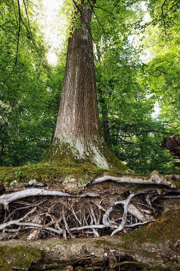 Baum und Wurzeln am Ufer, bei Bodman, Bodensee, Baden-Württemberg, Deutschland