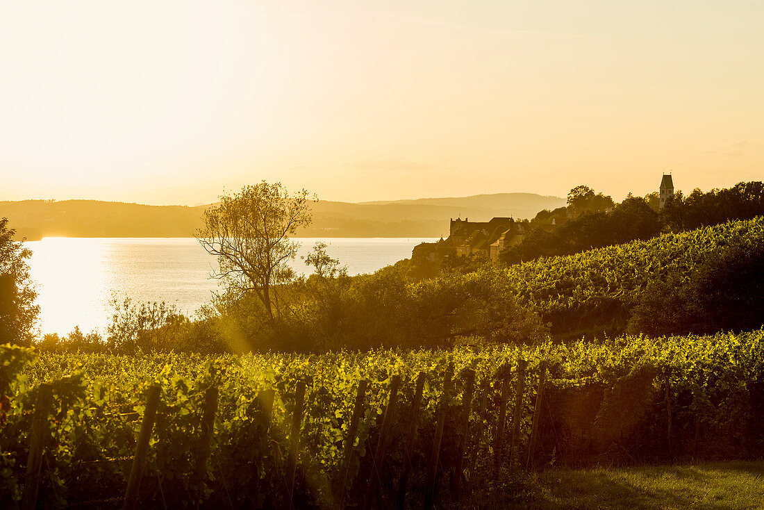 View of Lake Constance and vineyards, sunset, Meersburg, Baden-Württemberg, Germany