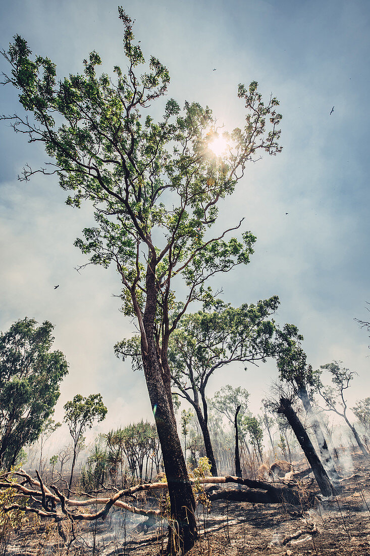 Buschfeuer im Northern Territory bei Darwin, Northern Territory, Outback, Australien, Ozeanien