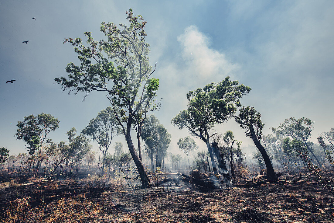 Bushfire in the north of Australia, Darwin, Northern Territory, Australia, Oceania