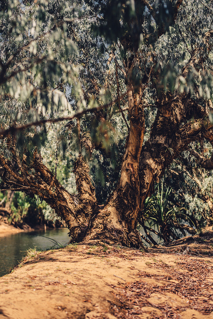 Fluss in der Kimberley Region in Westaustralien, Australien, Ozeanien