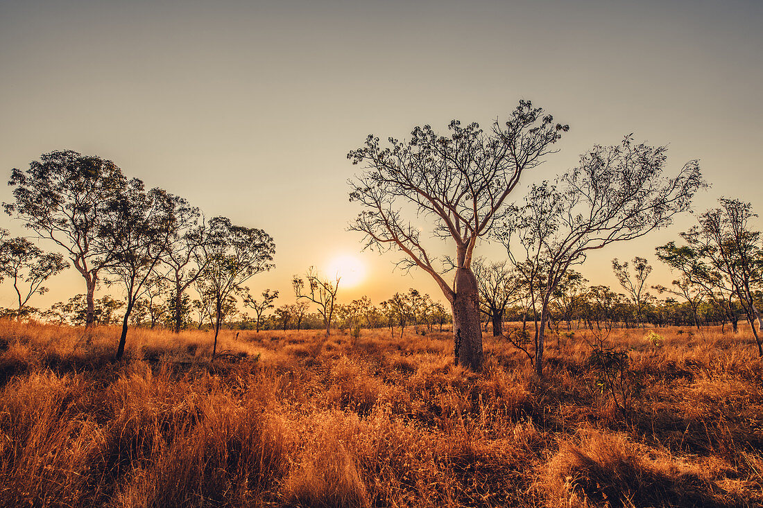 Boab Baum in der Kimberley Region, Westaustralien, Ozeanien