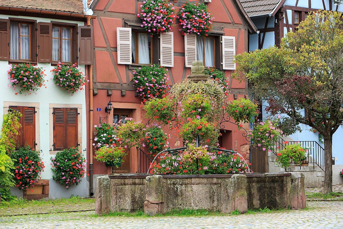Frankreich, Haut-Rhin, Route des Vins d'Alsace (Elsässer Weinstraße), Bergheim, Brunnen, Blumen und Fassaden von Häusern