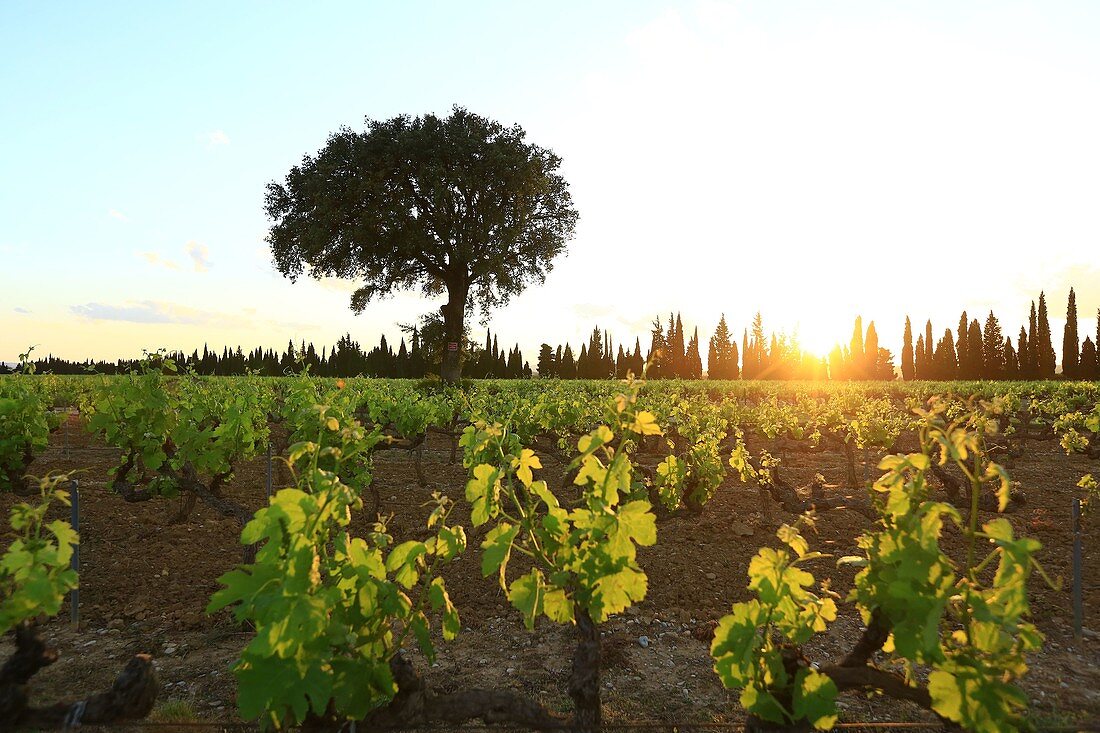 Frankreich, Vaucluse, Serignan du Comtat, Weinreben, AOC Cotes du Rhone