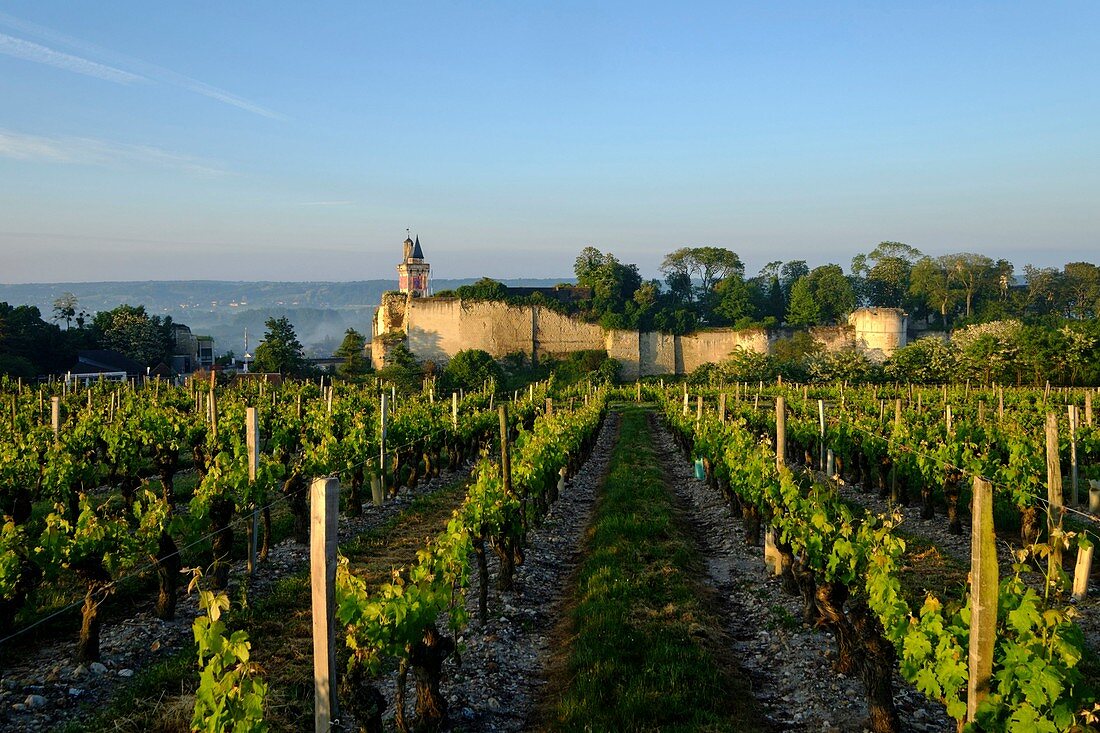 Frankreich, Indre et Loire, Chinon, UNESCO Weltkulturerbe, Schloss Chinon, der Glockenturm unter den Weinbergen